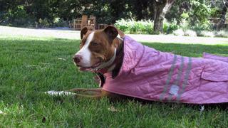 Grizzly Dogs Grizzly Dogs