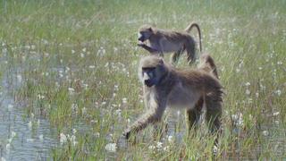 The Great Flood The Great Flood