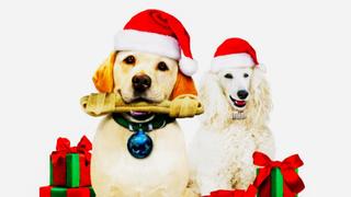 The Dog Who Saved Christmas Vacation