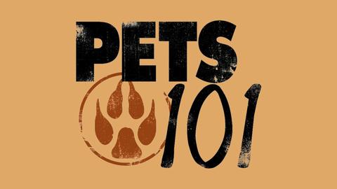 Pets 101