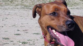 Not-So-Sweet Snickers Not-So-Sweet Snickers