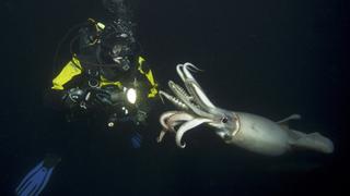 Creatures of the Deep Creatures of the Deep