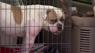Pit Bulls and Parolees