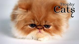 Trophy Cats