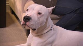 Warrior Dog Warrior Dog