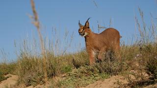 A Cheetah With Batteries?