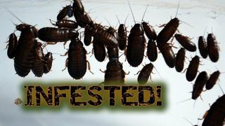 Infested!