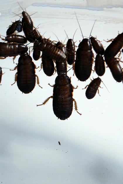 Infested!