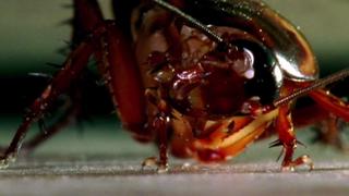 Roaches, Mice and Raccoons