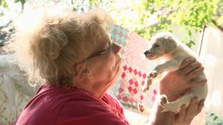 82 Dogs and Counting 82 Dogs and Counting