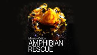 Mission Critical: Amphibian Rescue