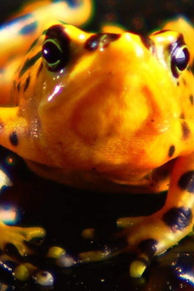 Mission Critical: Amphibian Rescue