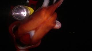 Predators of the Deep