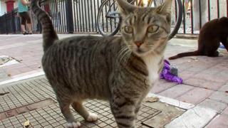 Cat Colleges and Hero Kitties