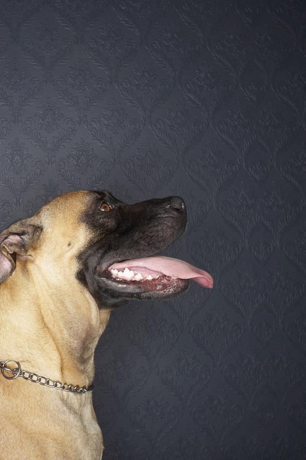 Extraordinary Dogs