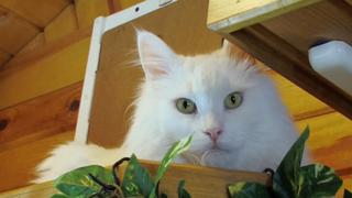 Cat Musicians and Garfield's Dad Cat Musicians and Garfield's Dad