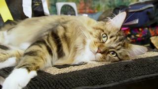 Kitty Fashion Plates and NYC's Best Mousers