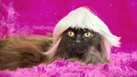 Kitty Wigs and Fat Cats