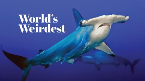 World's Weirdest