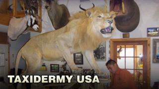 Taxidermy USA