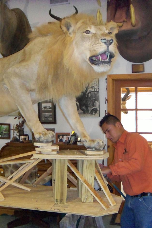 Taxidermy USA