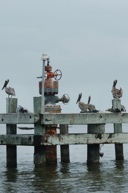 Saving Pelican 895