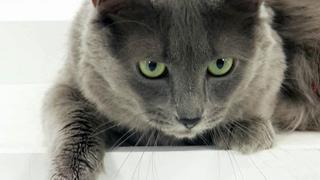 Tonkinese, Nebelung, Serengeti, Korat, Cats Gone Wild, RagaMuffin, Toyger Tonkinese, Nebelung, Serengeti, Korat, Cats Gone Wild, RagaMuffin, Toyger
