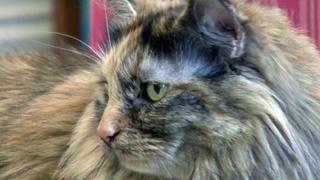 Bambino, Pixie Bob, Australian Mist, Domestic Longhair, Cats Gone Wild Bambino, Pixie Bob, Australian Mist, Domestic Longhair, Cats Gone Wild