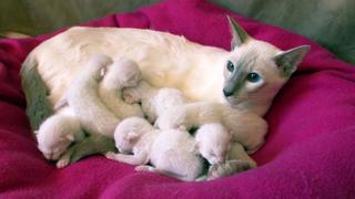 Kittens Kittens