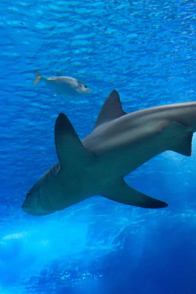 Madfin Shark Series