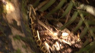 Lizards Gone Wild Lizards Gone Wild