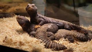 Mother of All Snakes