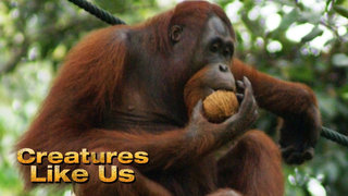 Creatures Like Us
