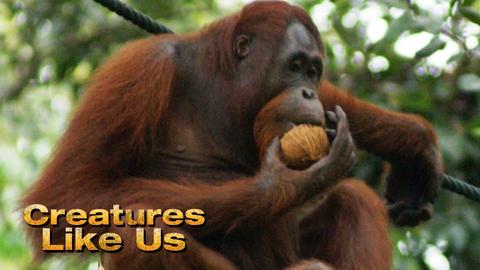 Creatures Like Us