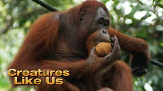 Creatures Like Us