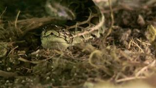 Snakes Attack Suburbia Snakes Attack Suburbia
