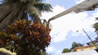 Caimans of the Caribbean