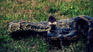 Killer in Your Mailbox