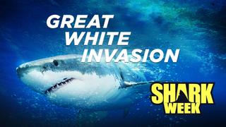 Great White Invasion