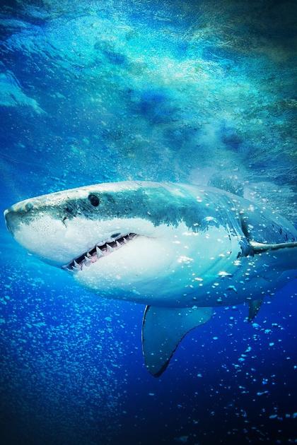 Great White Invasion