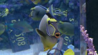 Swimming With the Sharks Swimming With the Sharks