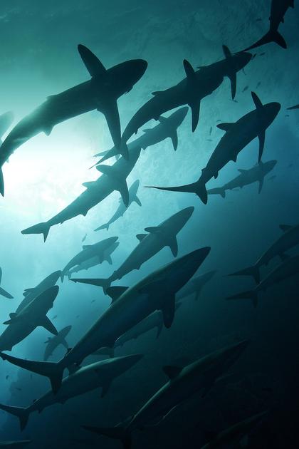 Shark City