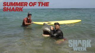 Summer of the Shark
