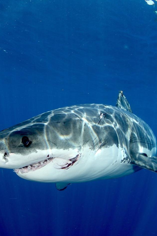 Killer Sharks