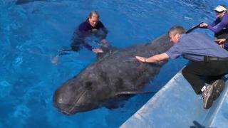 Sully the Pilot Whale and Cleaning Stations