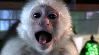 Bad to the Bone Bad to the Bone