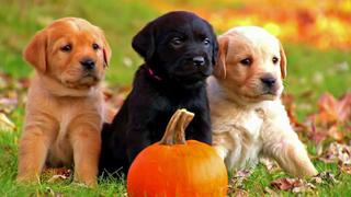 Too Cute! Puppies Too Cute! Puppies