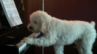 Wild Things and Pet-ty Crimes Wild Things and Pet-ty Crimes