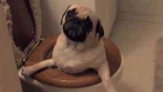 Crafty Critters and Pesky Pets Crafty Critters and Pesky Pets