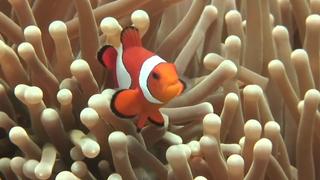 Sea Snakes, Symbiosis and Coral Spawning Sea Snakes, Symbiosis and Coral Spawning